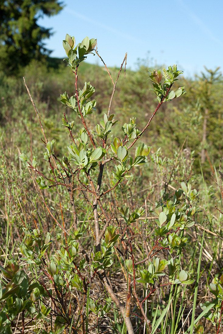 Image of Salix starkeana specimen.