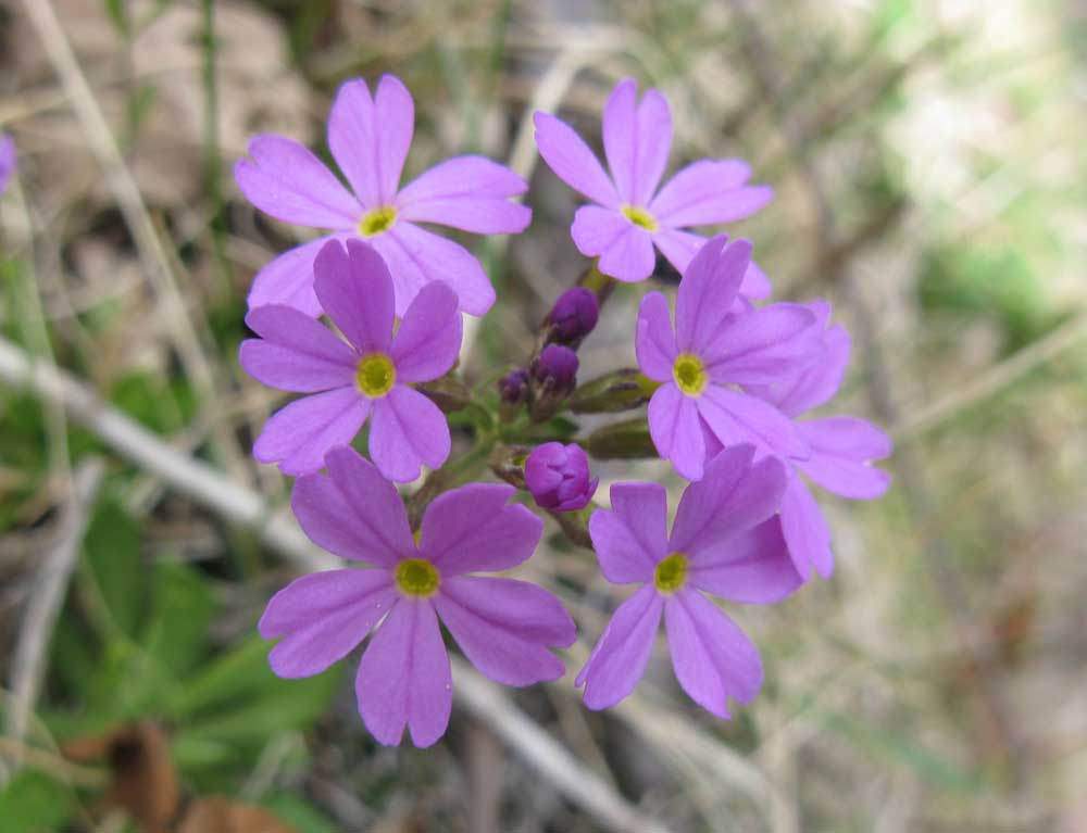 Image of Primula serrata specimen.