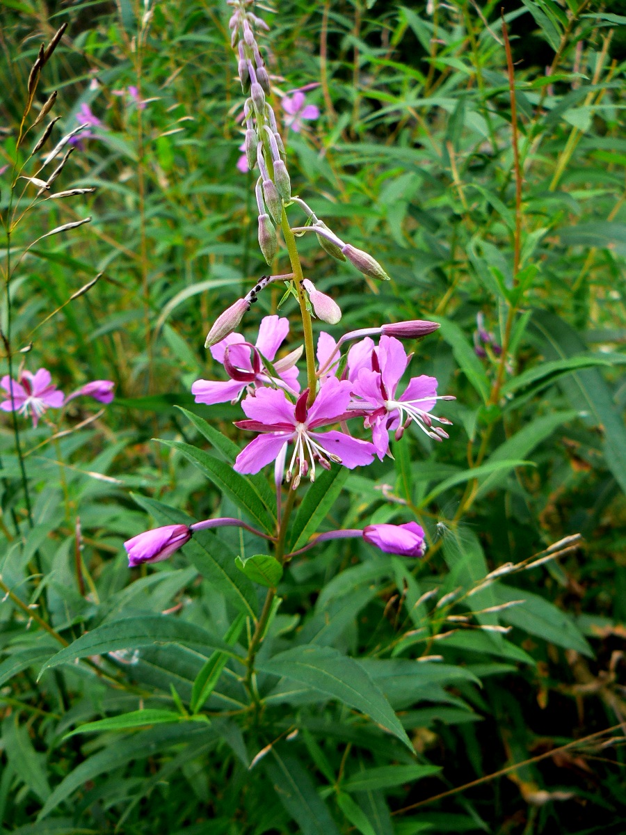 Image of Chamaenerion angustifolium specimen.