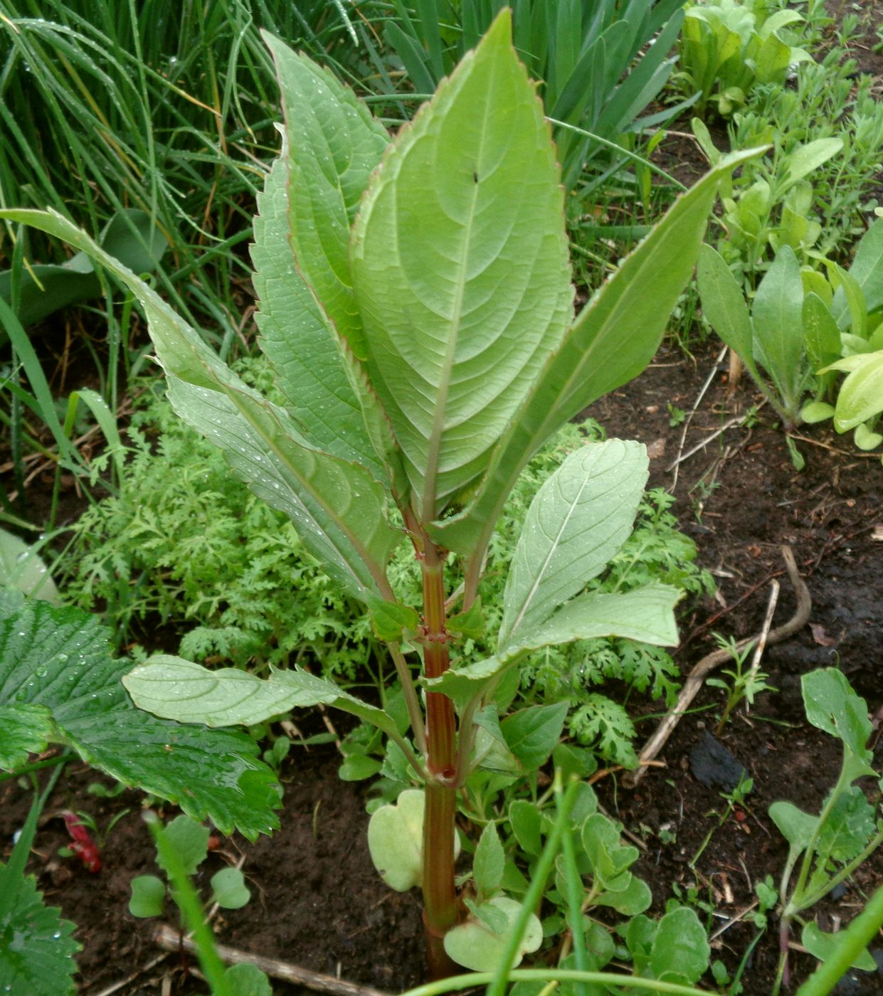 Изображение особи Impatiens glandulifera.