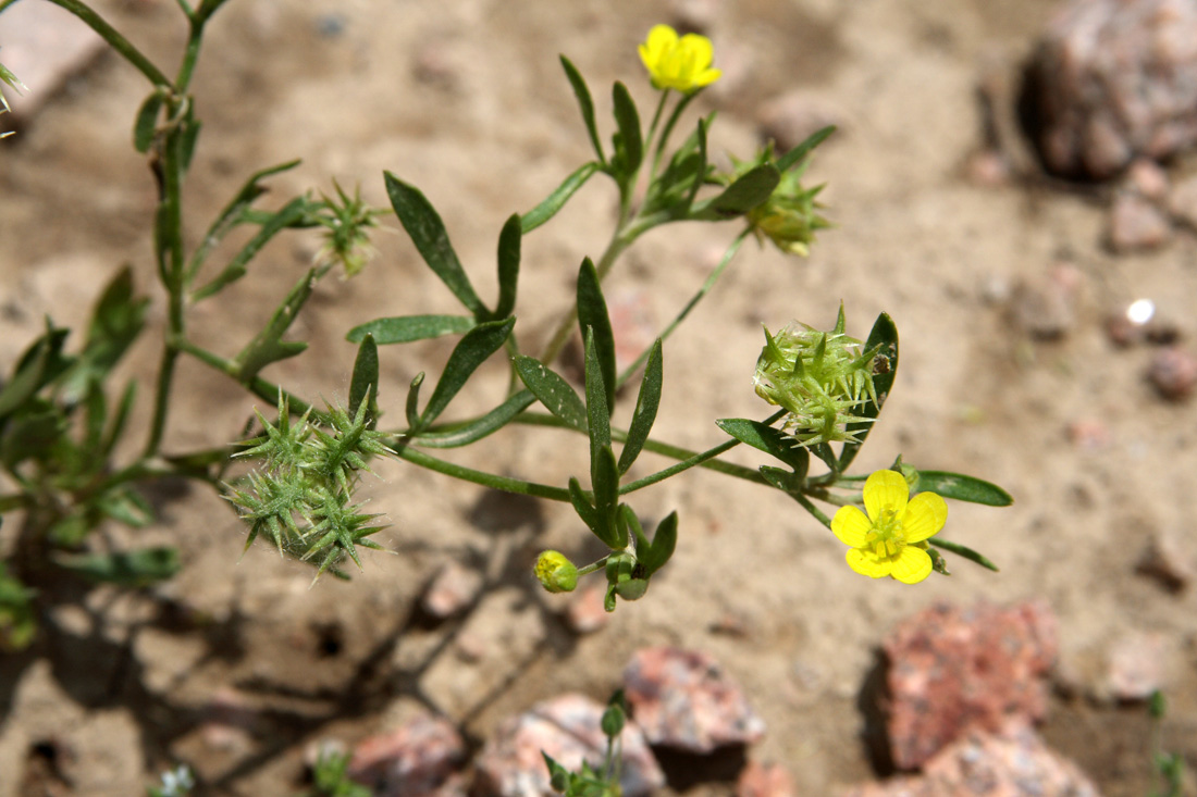 Изображение особи Ranunculus arvensis.