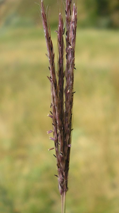 Image of Bothriochloa ischaemum specimen.