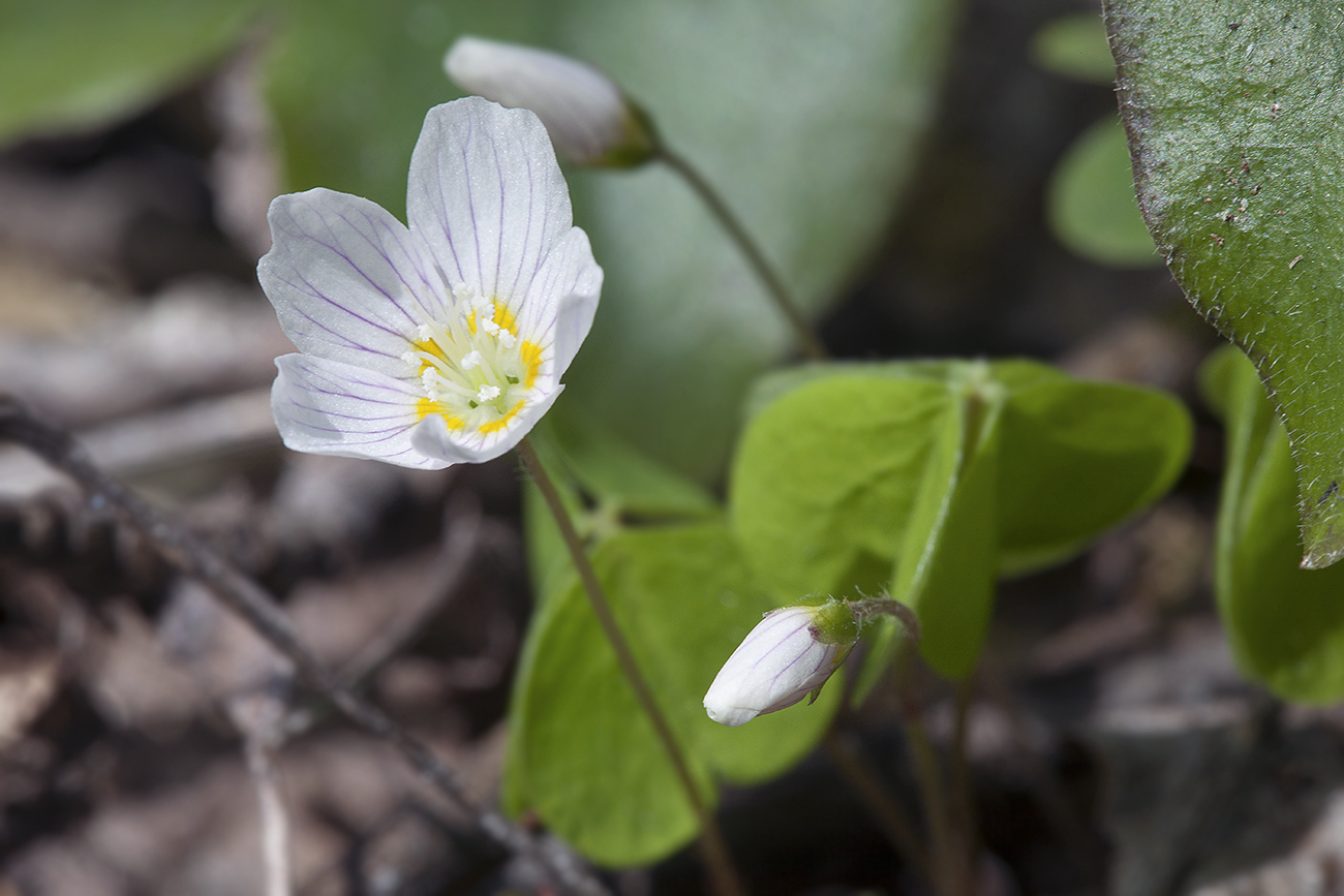 Изображение особи Oxalis acetosella.