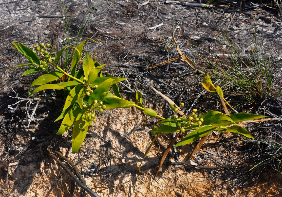 Image of Flagellaria indica specimen.