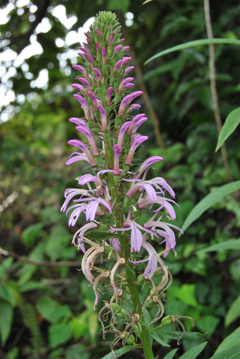 Image of Lobelia fistulosa specimen.