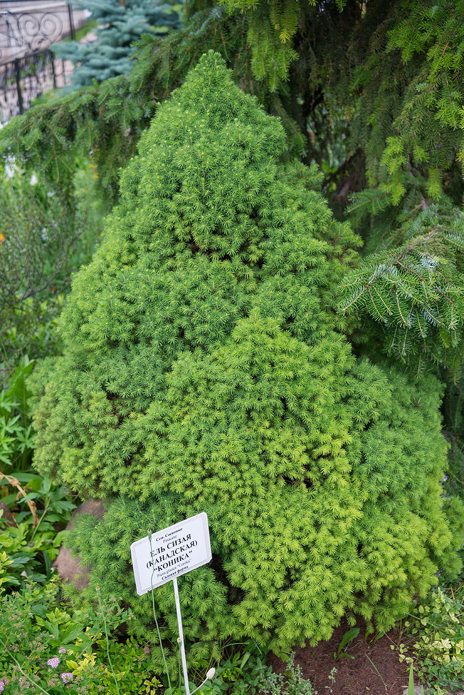 Image of Picea glauca specimen.