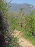 Rumex acetosella. Зацветающее растение. Южный Берег Крыма, северный склон горы Аю-Даг. 28.04.2019.