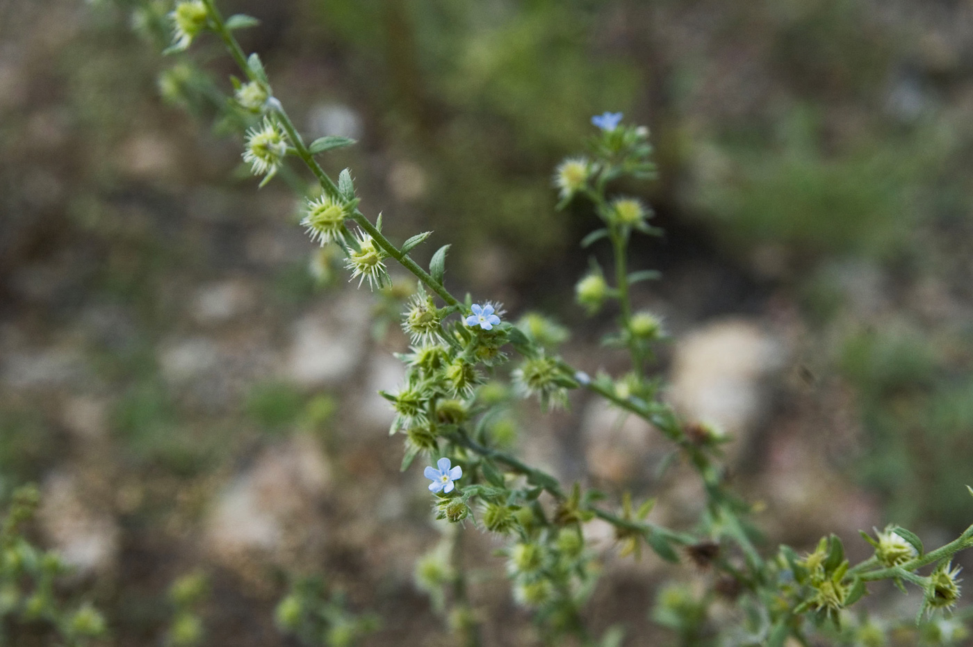 Липучка оттопыренная. Липучка Lappula Myosotis. Липучка ежевидная (Lappula squarrosa),. Липучка растопыренная (Lappula squarrosa). Lappula squarrosa (Retz.) Dumort. – Липучка оттопыренная.