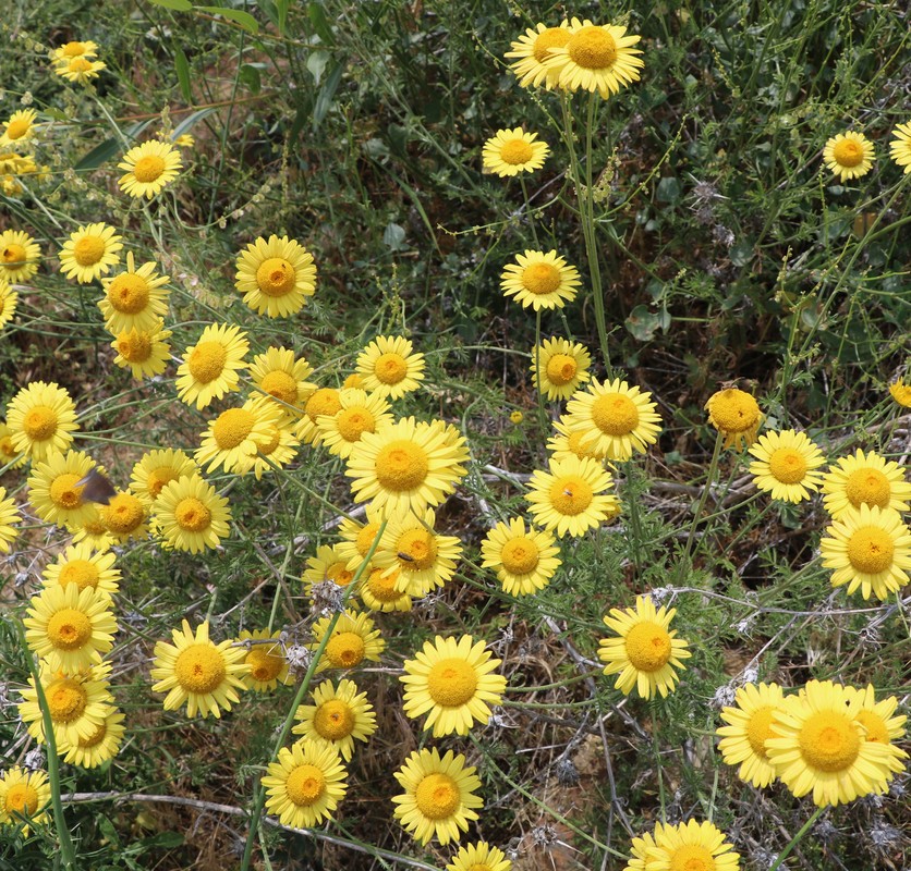 Изображение особи Anthemis tinctoria.