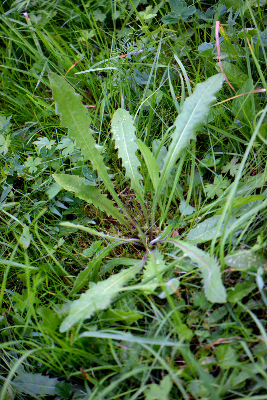 Image of Crepis biennis specimen.