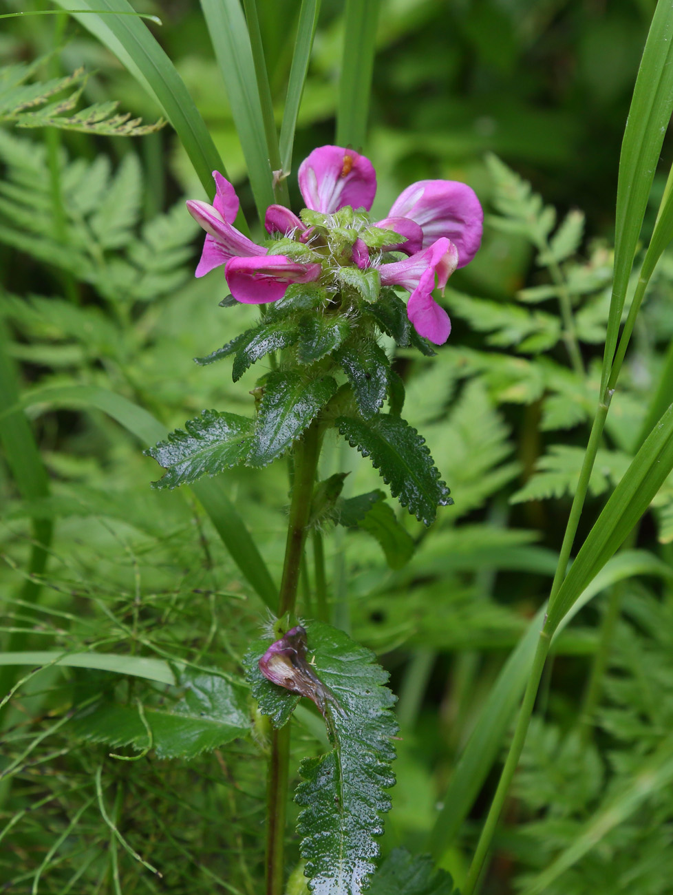 Изображение особи Pedicularis resupinata.