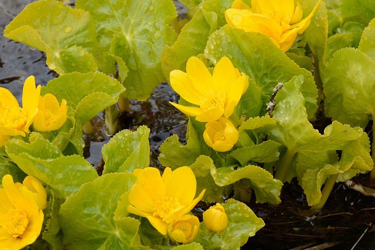 Image of Caltha polypetala specimen.