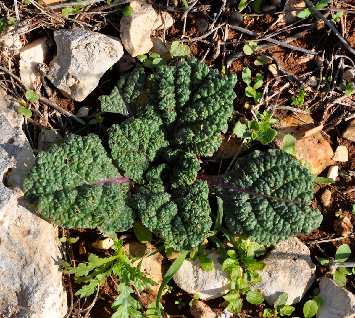 Image of Mandragora autumnalis specimen.