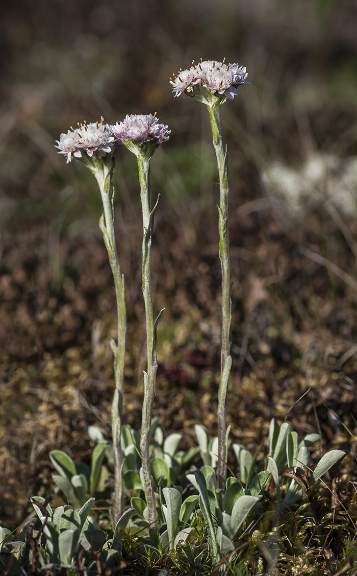 Изображение особи Antennaria dioica.