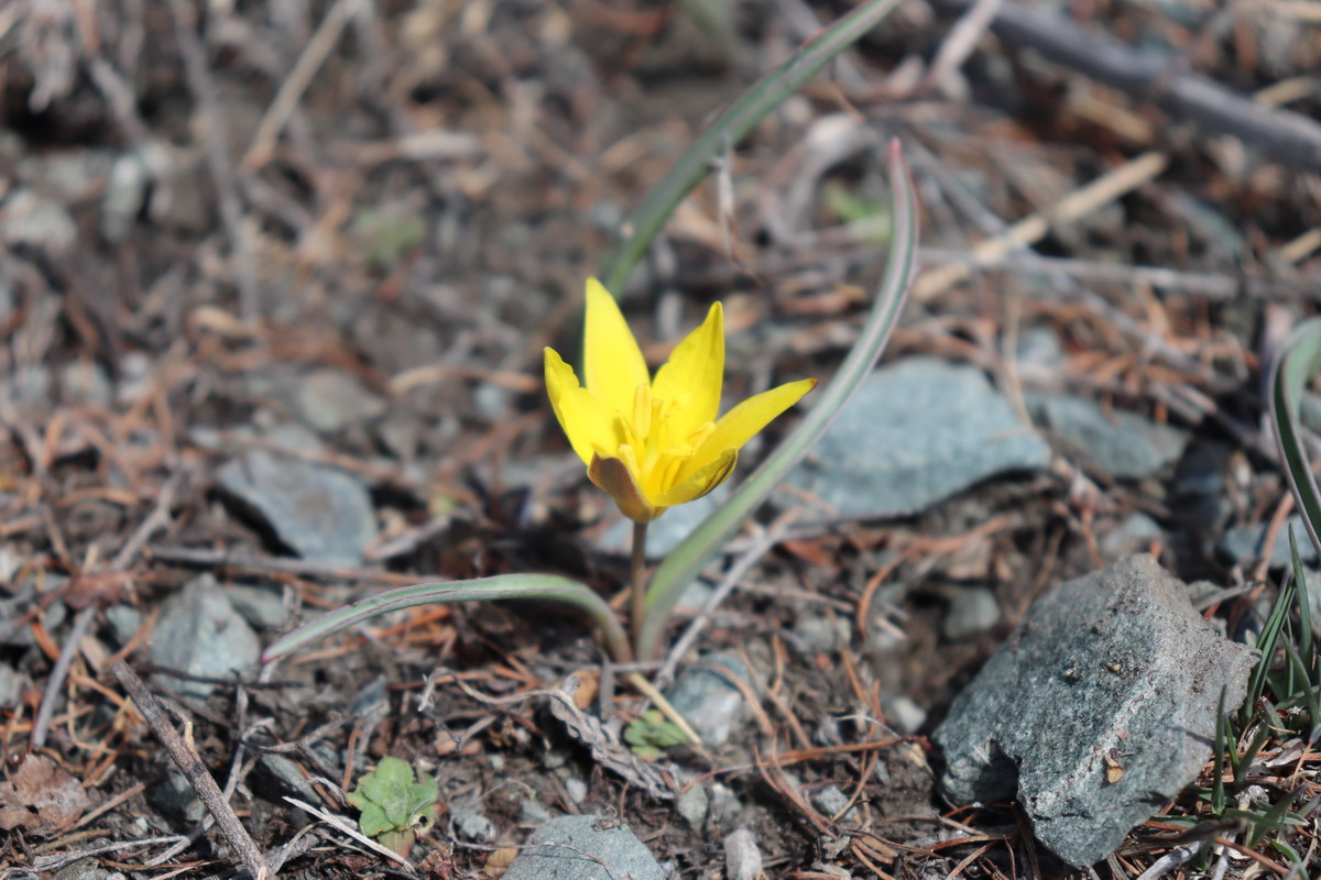 Изображение особи Tulipa uniflora.