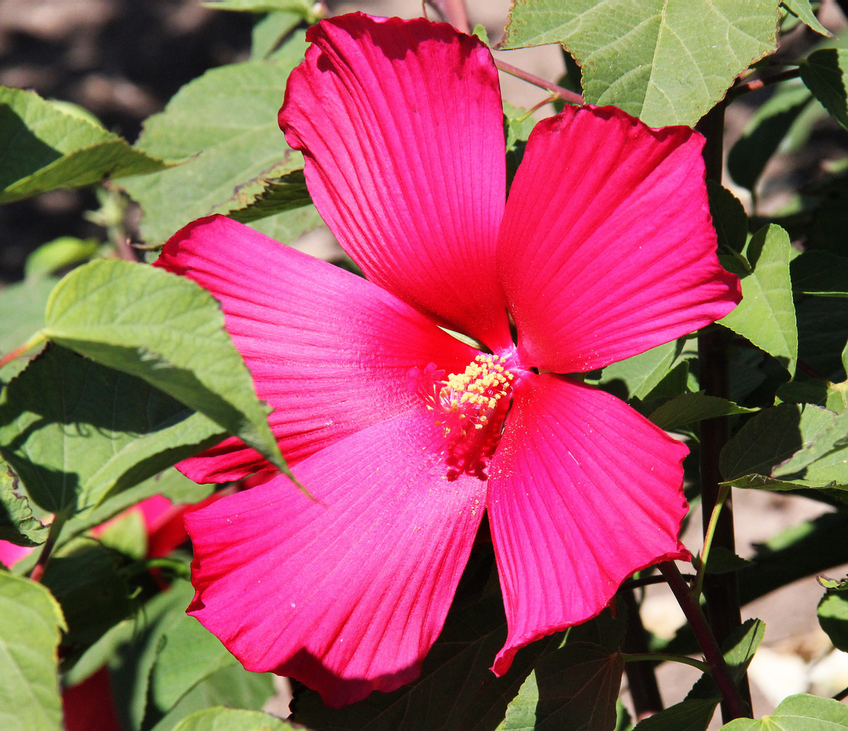 Изображение особи Hibiscus coccineus.