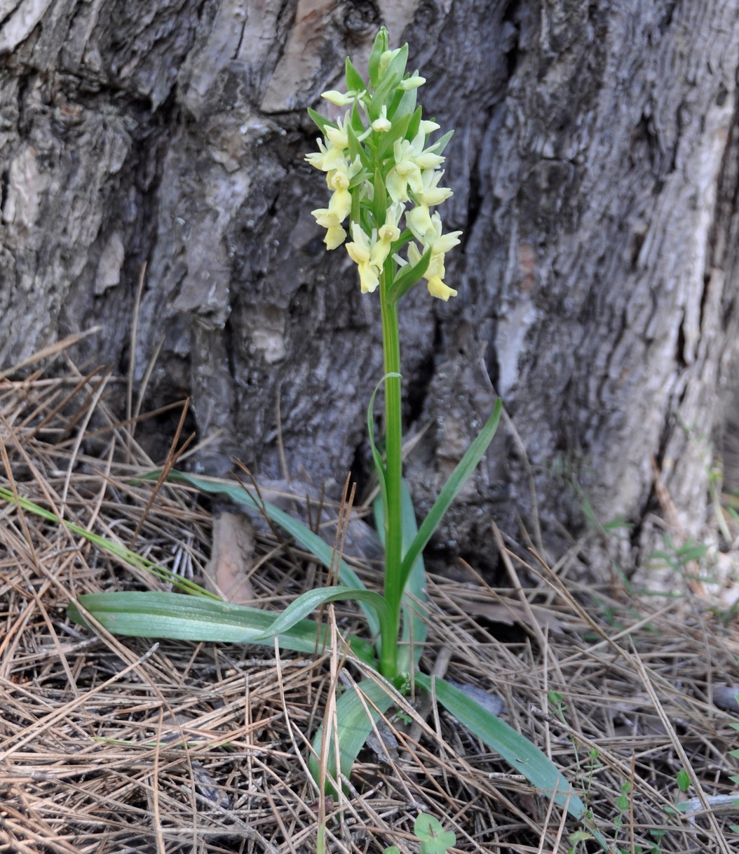 Image of Dactylorhiza romana specimen.