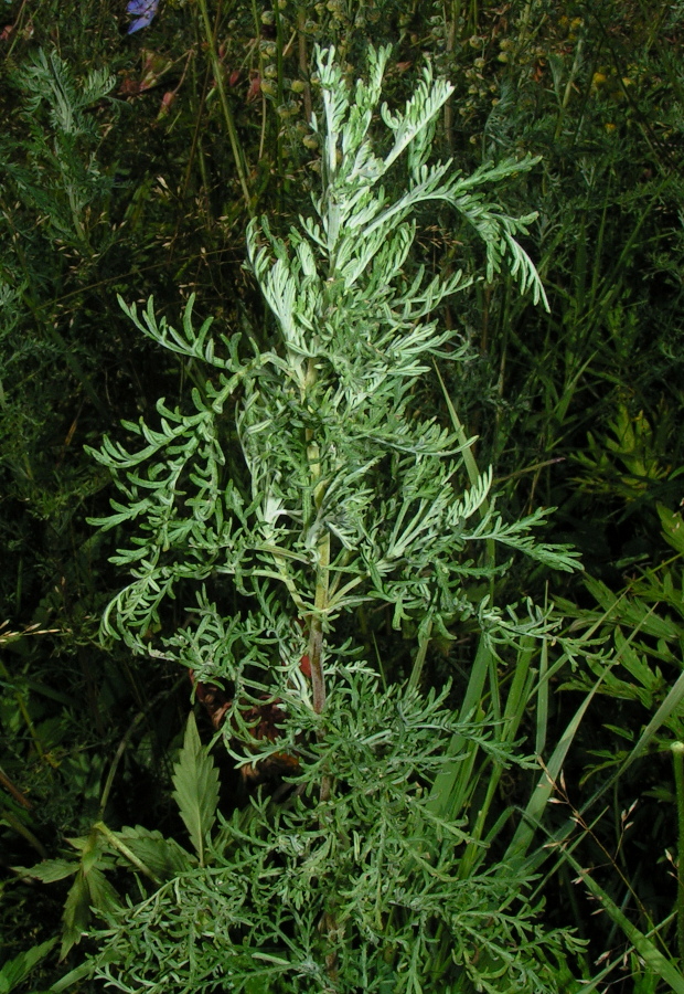 Image of Artemisia macrantha specimen.