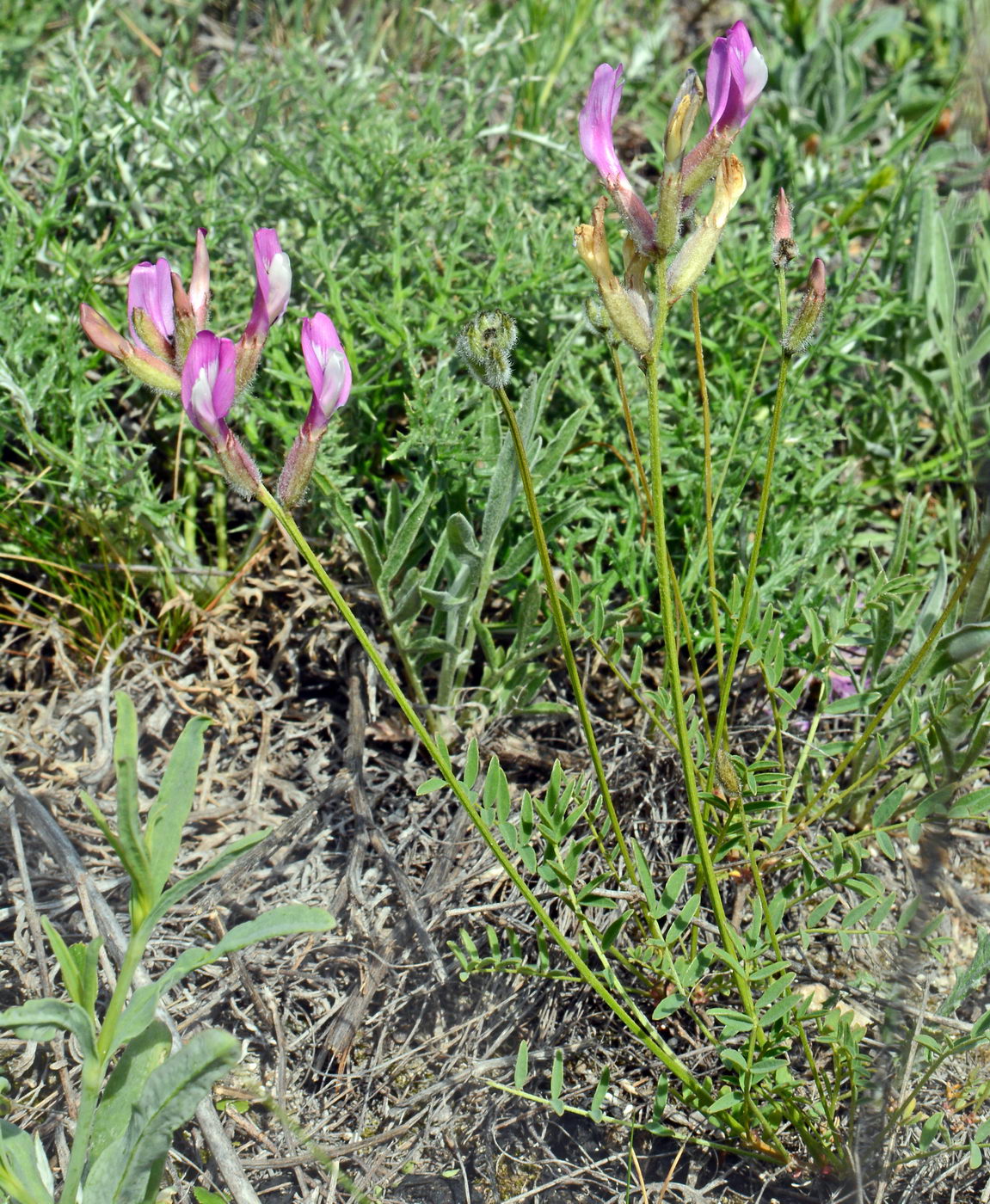 Image of Astragalus macropus specimen.