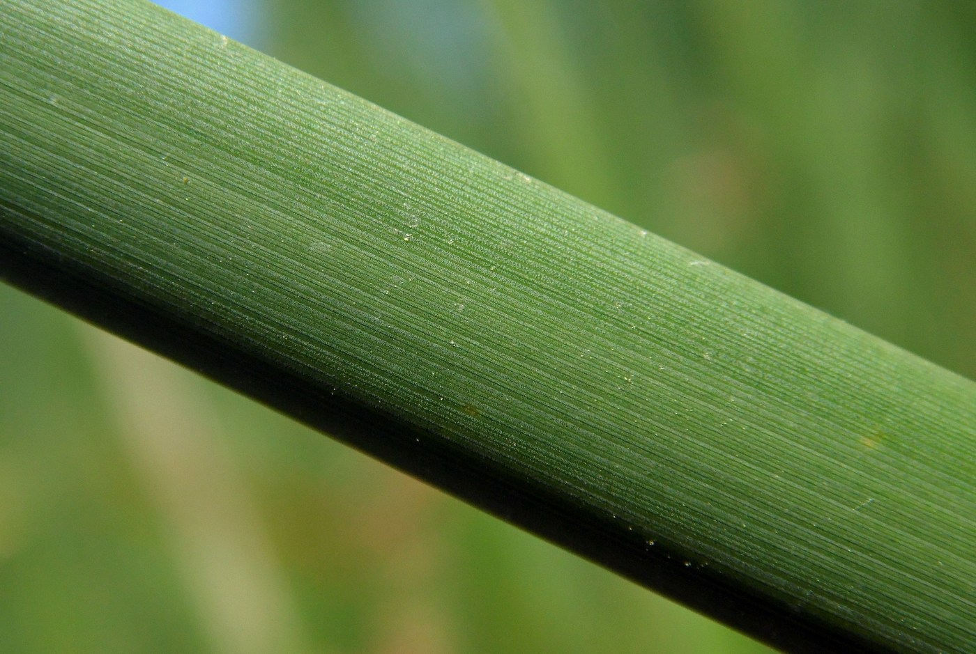 Изображение особи Typha angustifolia.