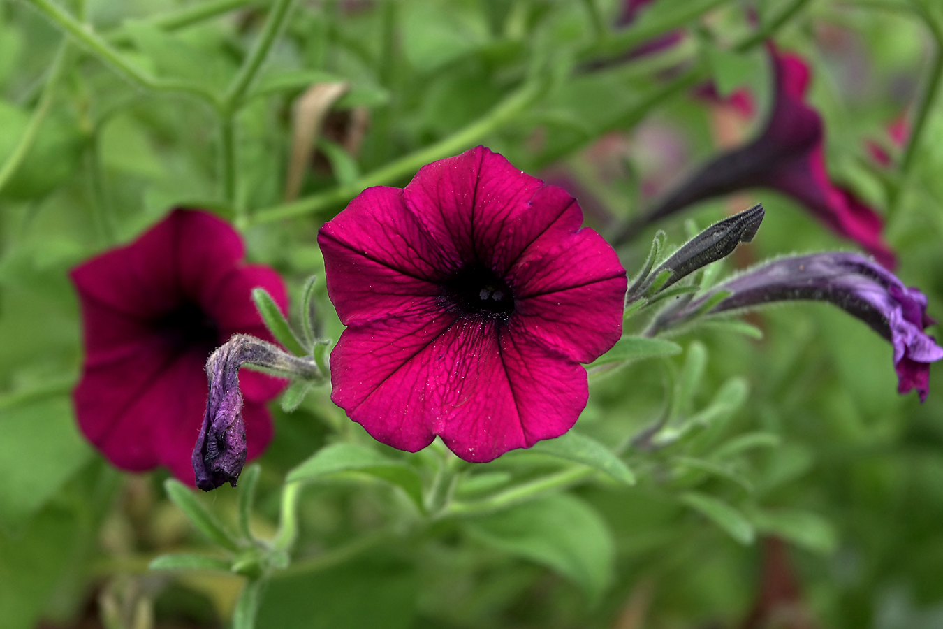 Image of Petunia &times; hybrida specimen.