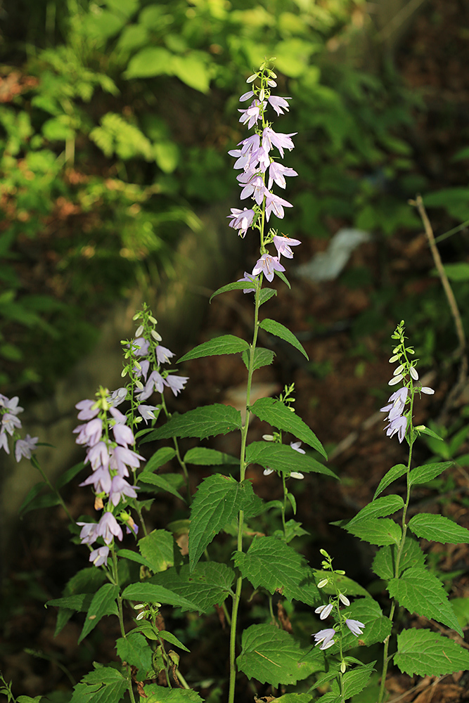 Image of Campanula rapunculoides specimen.