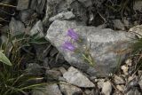 Campanula sibirica. Верхушка цветущего растения. Республика Алтай, Усть-Канский р-н, Белая гора, юго-западный каменистый склон. 27.07.2020.