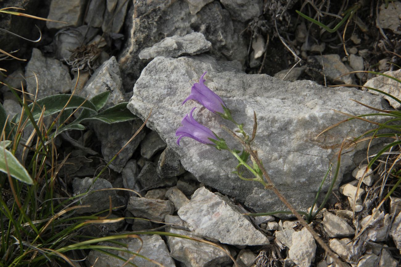 Image of Campanula sibirica specimen.