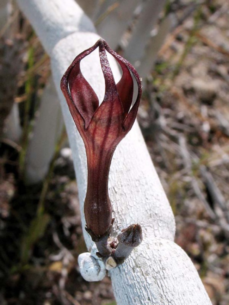 Image of Ceropegia fusca specimen.