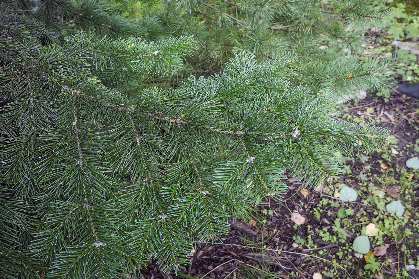 Image of Abies lasiocarpa var. arizonica specimen.