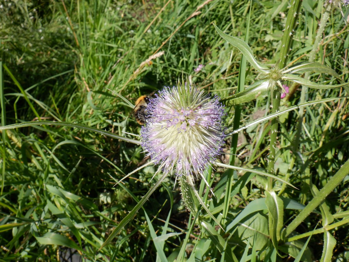 Image of Dipsacus fullonum specimen.