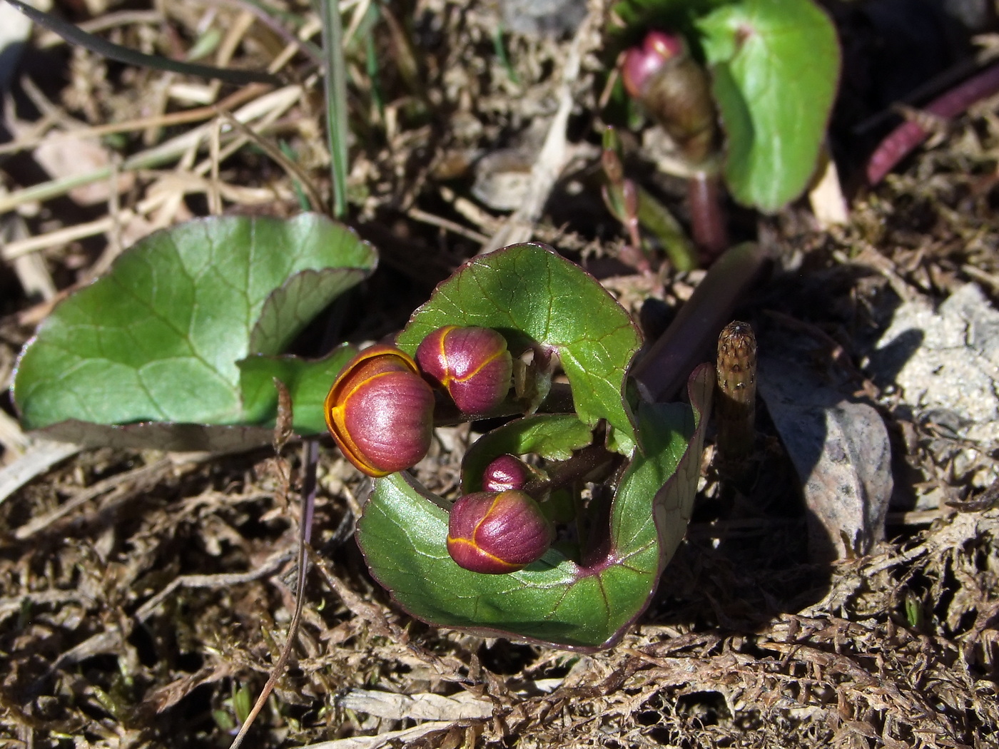 Изображение особи Caltha palustris.