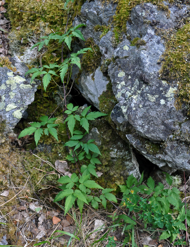 Image of Atragene sibirica specimen.