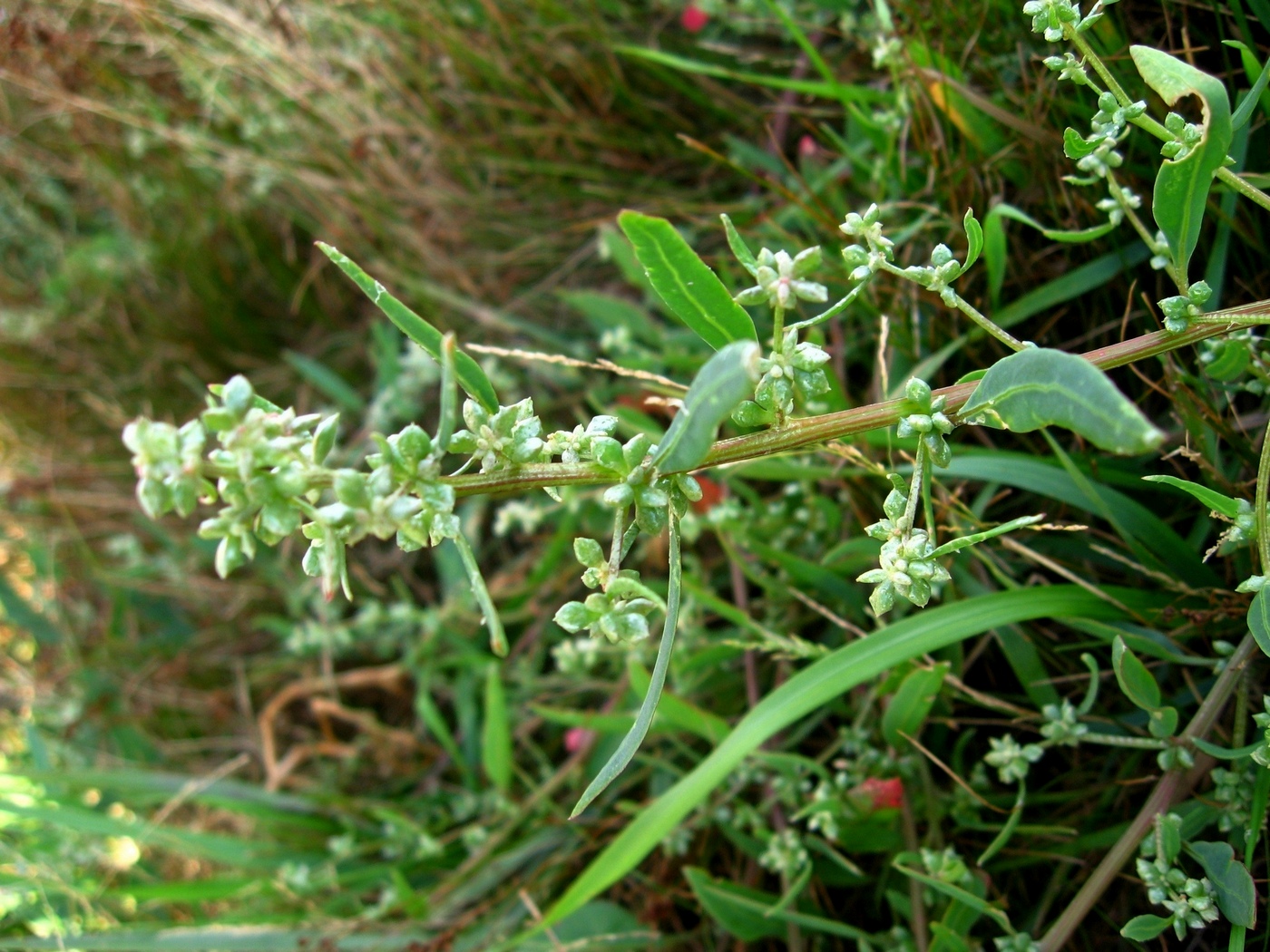 Image of Atriplex fera specimen.