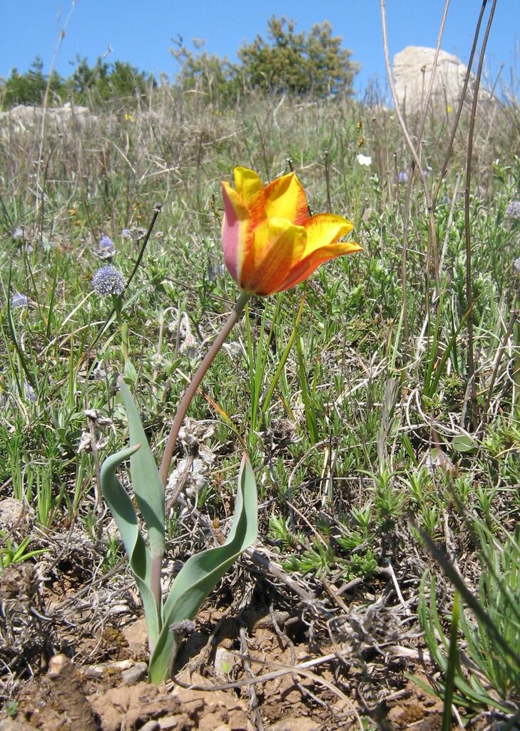 Изображение особи Tulipa hungarica.