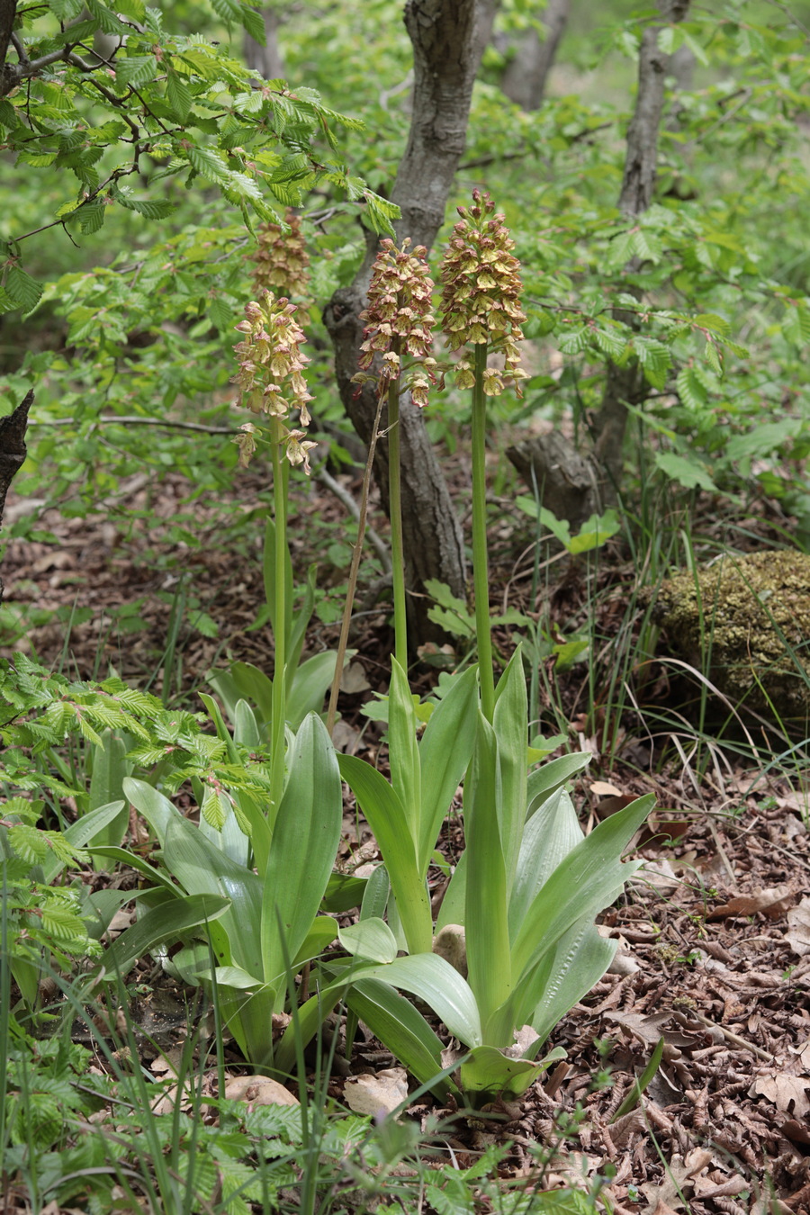 Image of Orchis &times; wulffiana specimen.