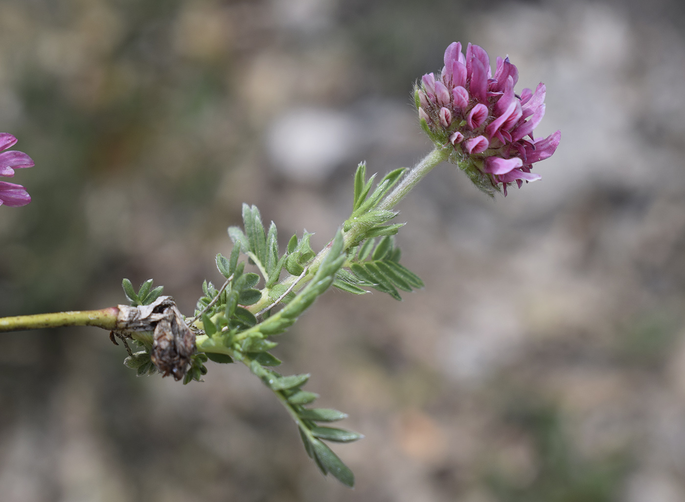 Image of Anthyllis montana specimen.