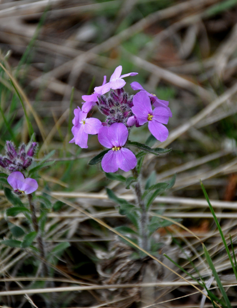 Image of Clausia aprica specimen.