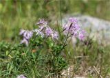 Dianthus superbus