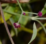 Alternanthera porrigens