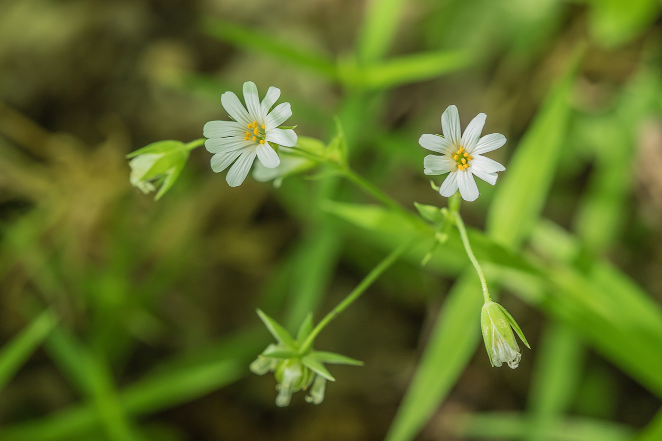 Image of Stellaria holostea specimen.