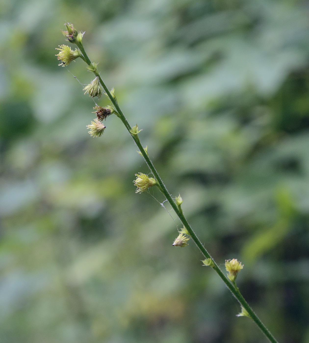 Изображение особи Agrimonia pilosa.