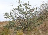 Crataegus pojarkovae. Плодоносящие растение. Крым, Карадагский заповедник, Северный перевал, степной склон с кустарниками. 26 сентября 2021 г.