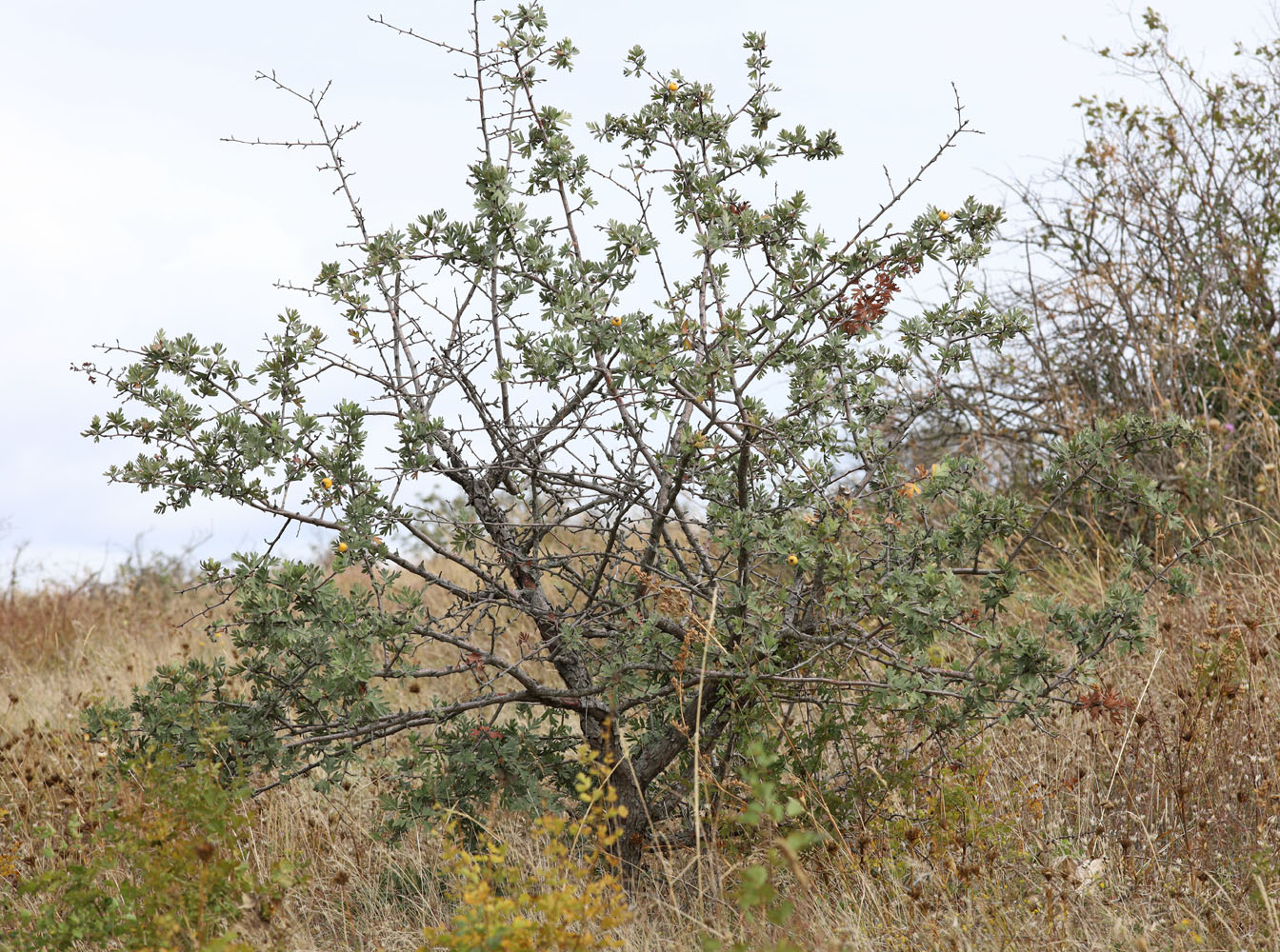 Image of Crataegus pojarkovae specimen.