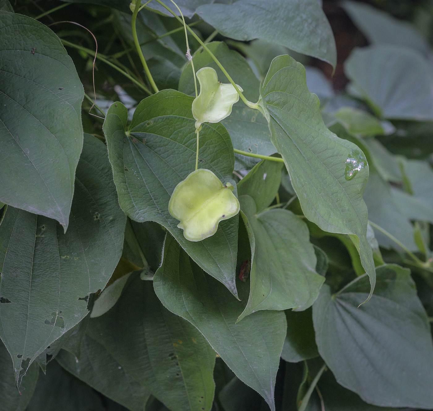 Image of Dioscorea caucasica specimen.