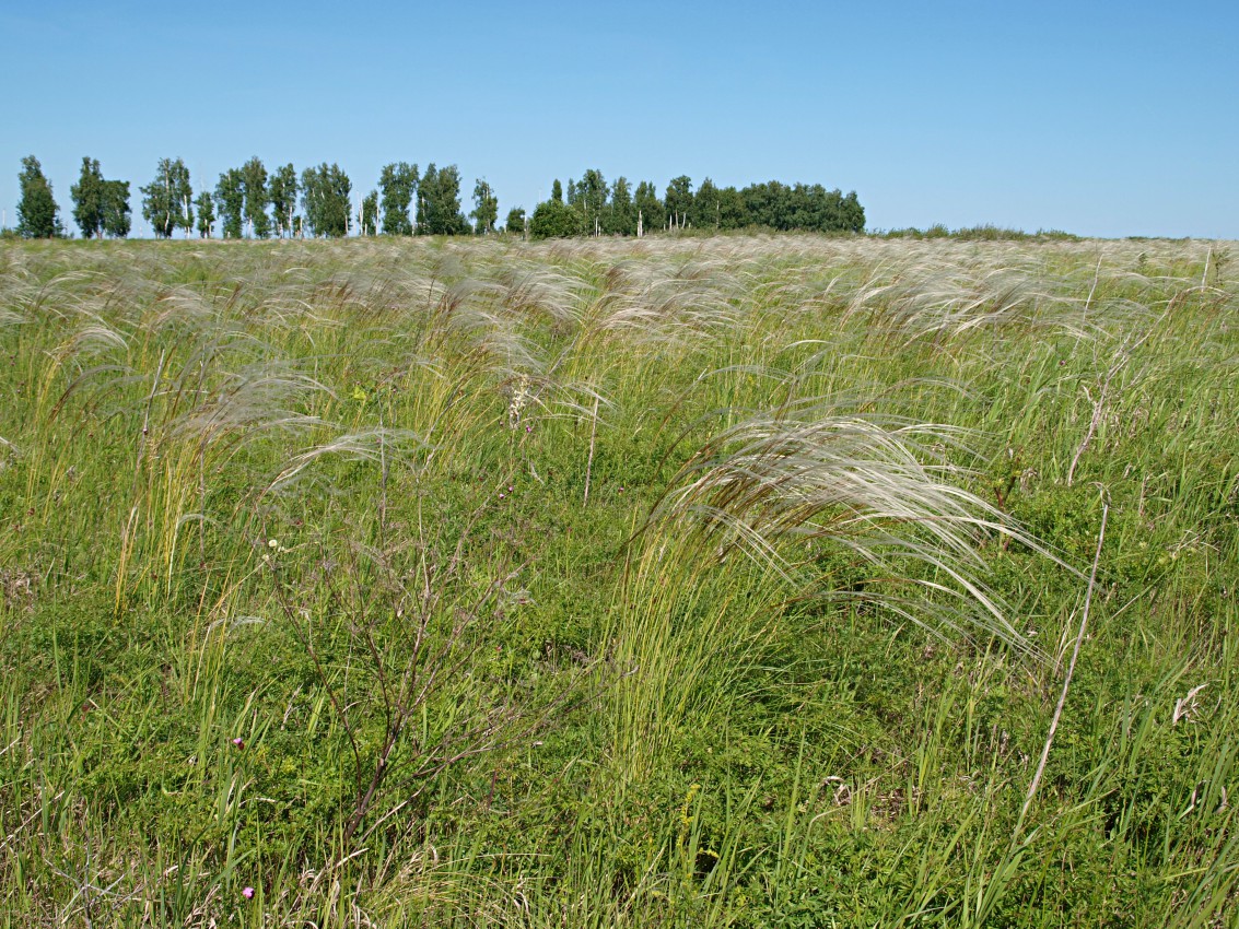 Image of genus Stipa specimen.