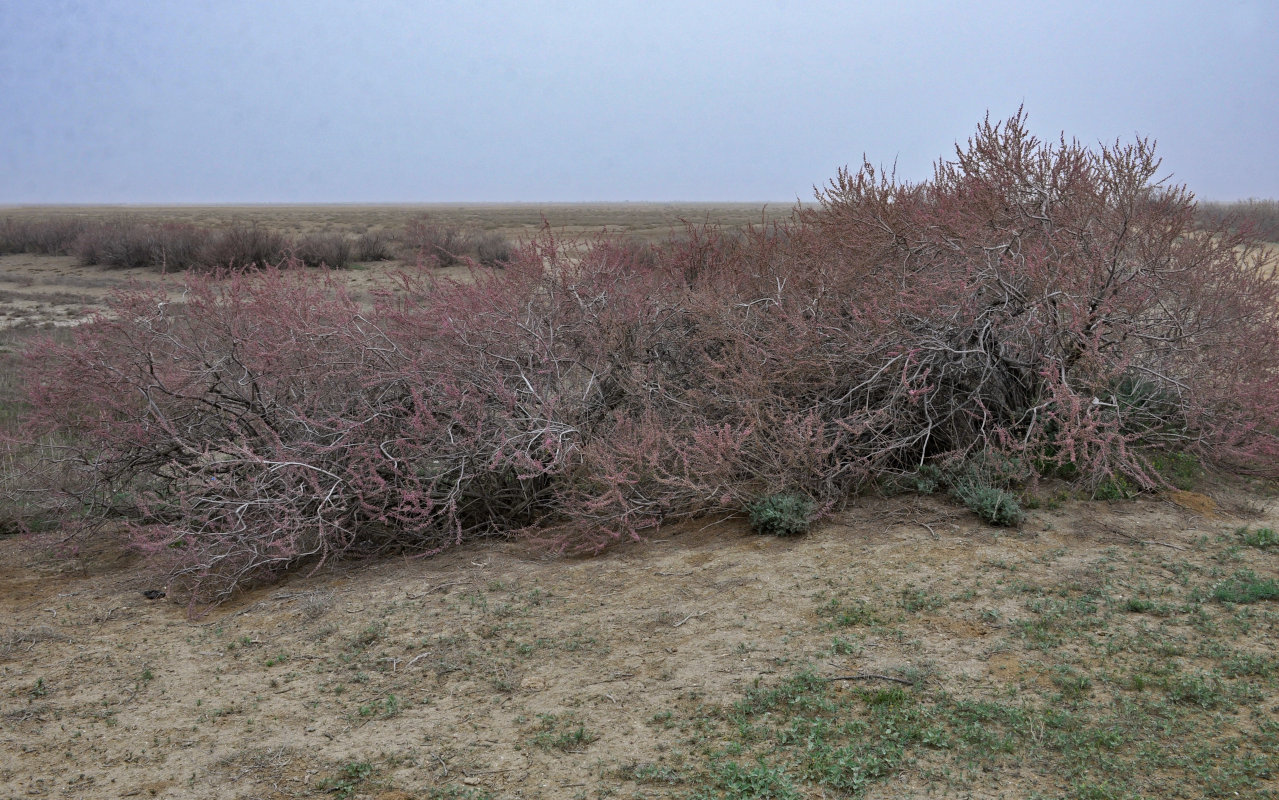 Image of genus Tamarix specimen.