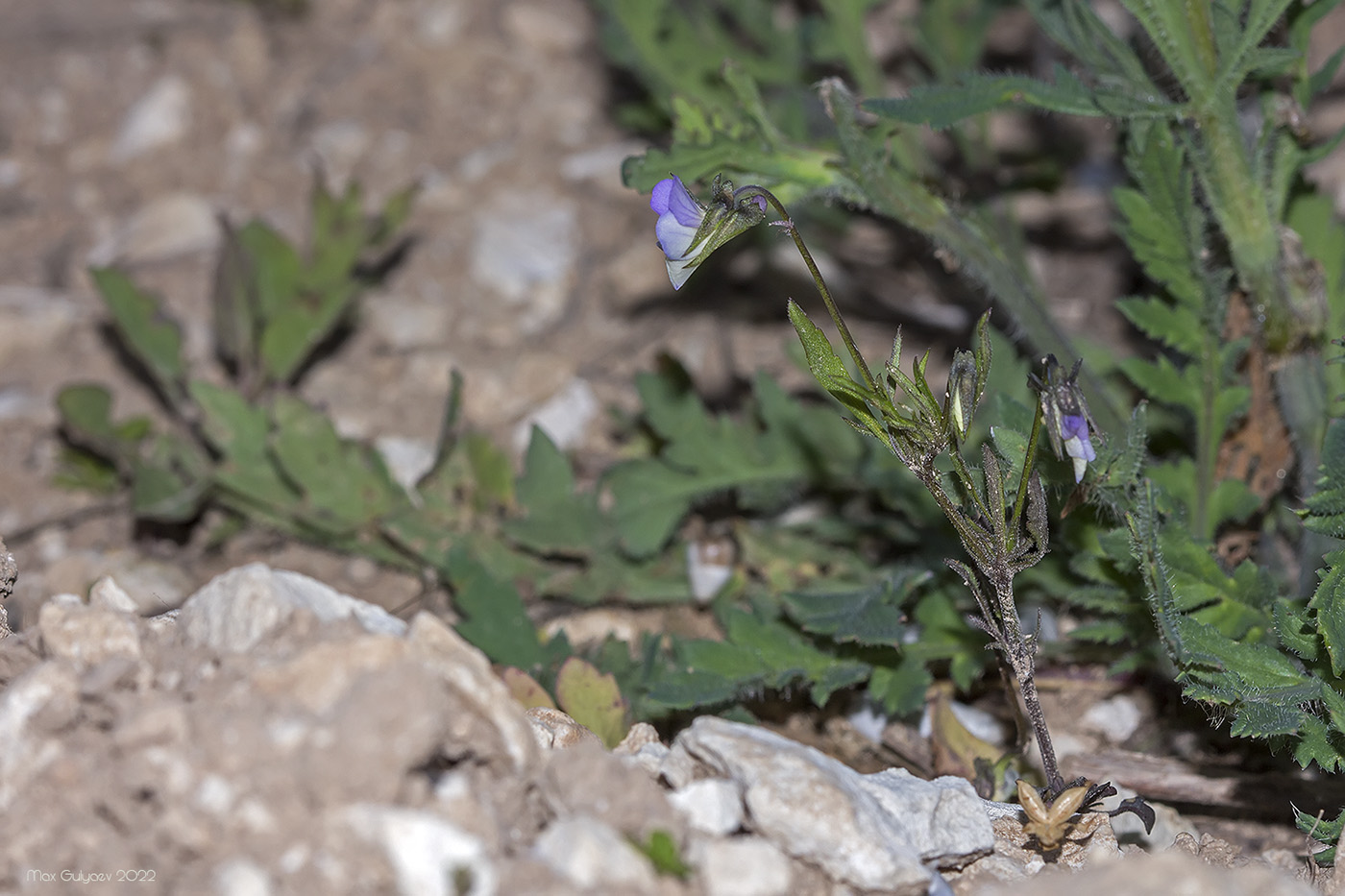 Image of Viola kitaibeliana specimen.