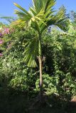 семейство Arecaceae. Вегетирующее растение. Мадагаскар, провинция Анциранана, регион Диана, о-в Нуси Бе. 05.05.2018.