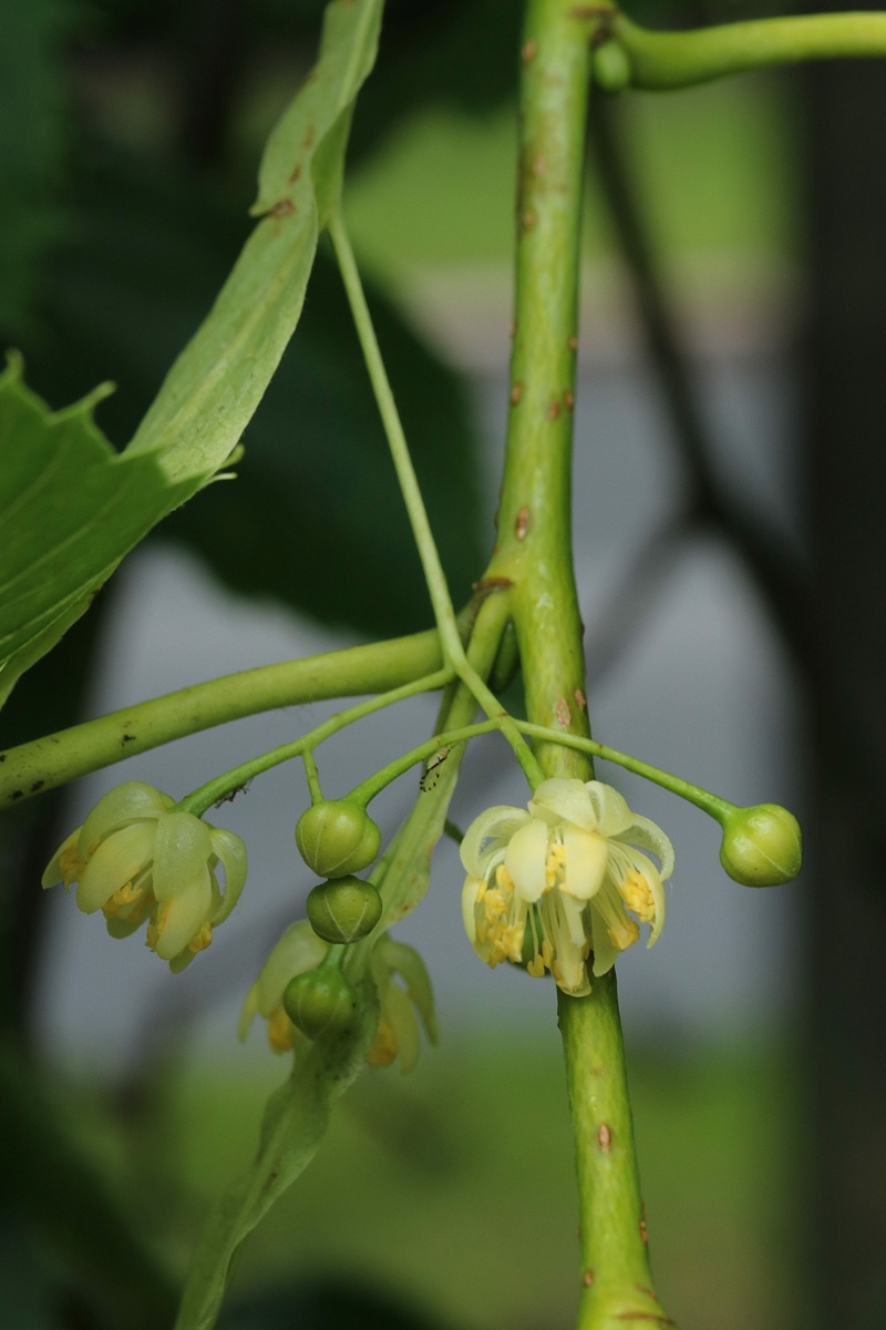 Image of Tilia americana specimen.